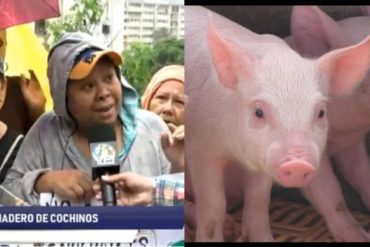 ¡ENFURECIDOS! Vecinos de Caricuao rechazaron la instalación de un criadero de cochinos en el Parque Leonardo Ruiz Pineda (+Video)