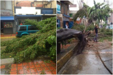 ¡VEA! Tras fuertes lluvias y vientos en Caracas un enorme árbol se cayó en La Candelaria (+Fotos y Videos)