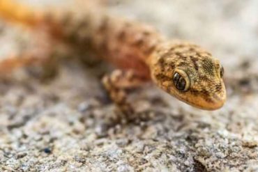 ¡HORROR! Murió por un colapso masivo de sus órganos tras comerse un lagarto por una apuesta