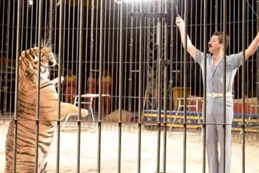 ¡HORROR! Unos 4 tigres mataron a un experimentado domador en un circo en Italia (Jugaron con su cuerpo por media hora)