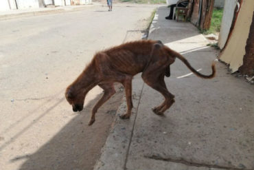 ¡QUÉ TRISTE! La desgarradora imagen de un perro desnutrido en una de las zonas más afectadas por la crisis en Maracaibo