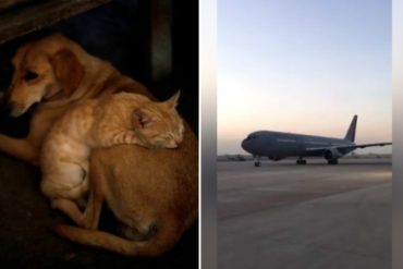 ¡TODOS SE VAN! Hasta un perro y un gato migraron desde Venezuela hasta Chile huyendo de la crisis (+Video)