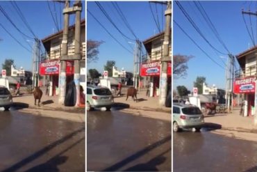 ¡VIVIÓ PARA CONTARLO! Un toro suelto embistió a una señora en plena calle y solo sufrió algunas contusiones (+Video impactante)