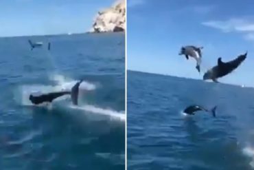 ¡QUÉ BELLEZA! El alegre grupo de delfines que se dejó ver en las playas de Mochima (+Video)