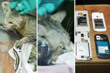 ¡SE LO CONTAMOS! Capturan a un gato que llevaba celulares a un grupo de presos (+Video)