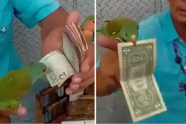 ¡VER PARA CREER! Este ingenioso periquito sabe distinguir entre dólares y bolívares (+Video)