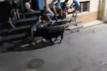 ¡TRÁGICO! Toro embistió, lanzó y arrastró salvajemente a un espectador en un festival taurino de España (+Video)