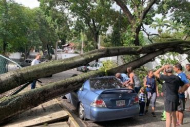 ¡QUÉ PELIGRO! Un árbol caído en Prados del Este casi aplasta a una familia entera dentro de su carro (+Fotos)