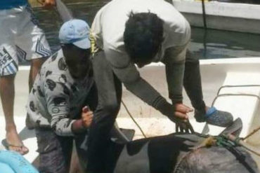 ¡INCREÍBLE! Pescadores capturaron un tiburón de dos metros en Tucacas (+Foto impactante)