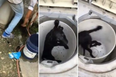 ¡HORRIBLE! De espanto: Difunden video en redes sobre maltrato a cachorros por parte de adolescentes en Carabobo (+Video)