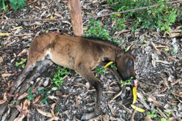 ¡ATROZ! Denuncian matanza de caballos en una finca de Aragua: Descuartizaron a 3 yeguas y 2 potros (+Fotos sensibles)