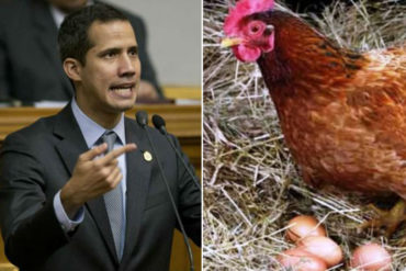 ¡LE CONTAMOS! “Una gallina ponedora gana más que un empleado público”: La comparación que hizo Guaidó sobre un salario que se vuelve sal y agua (+Video)