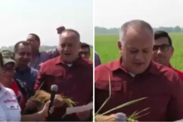 ¡SEPA! Régimen de Maduro aplicará modelo de producción agrícola de Vietnam: Cabello afirma que se dedicarán al arroz (+Video) ¡SEPA! Régimen de Maduro aplicará modelo de producción agrícola de Vietnam: Cabello afirma que se dedicarán al arroz (+Video)