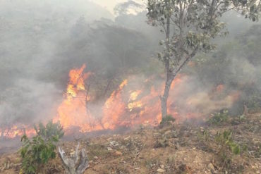 ¡LAMENTABLE! Al menos 11 personas muertas tras un terrible incendio en un cañaveral de Cagua