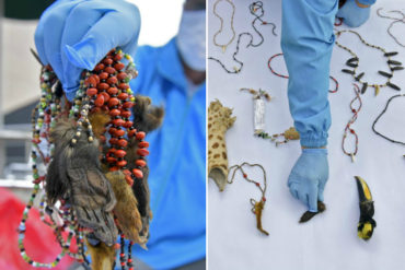 ¡TERRIBLE! Decomisan un cargamento de partes de animales exóticos usados para brujería y comercios que venden productos naturales (+Fotos)