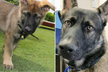 ¡DEMASIADO TIERNO! El perrito que reprobó la Academia de Policía por ser muy “suave” (+Fotos +Video +Final feliz)