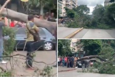 ¡VÉALO! Un árbol cayó en un vehículo en la avenida Victoria de Caracas (+Video)