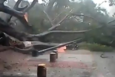 ¡IMPACTANTE! Así fue el instante cuando un árbol cayó producto de las fuertes lluvias de este #29Oct en Caracas (+Video)