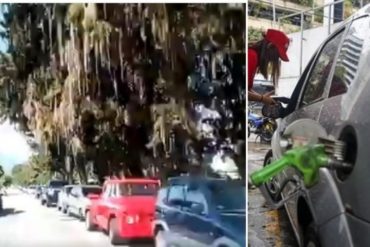 ¡DESIDIA! La kilométrica cola de vehículos que se armó para surtir combustible en una estación de servicio en Mérida (+Video)