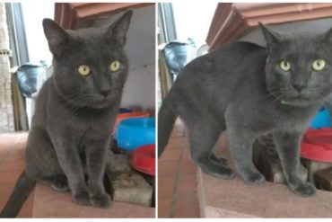 ¡INSÓLITO! Le decían “Huarache”, pero se llama Pixi: la historia del gato “infiel” que se volvió viral por tener dos familias