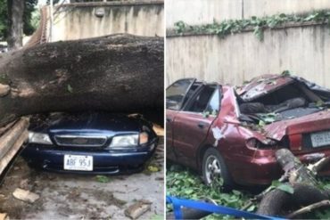 ¡DESASTRE TOTAL! Al menos 8 vehículos resultaron afectados por la caída de un árbol en El Paraíso (+Fotos)