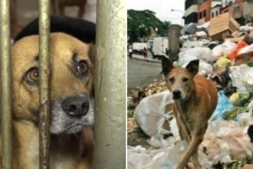 ¡MUY TRISTE! Las mascotas abandonadas, uno de los dramas que forma parte de la crisis en Venezuela (+Video)