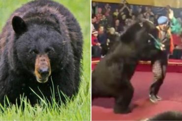 ¡AY CHAMO! El perturbador ataque de un oso de circo a su domador: Le aplicaron descargas eléctricas para sacárselo de encima (+Video)