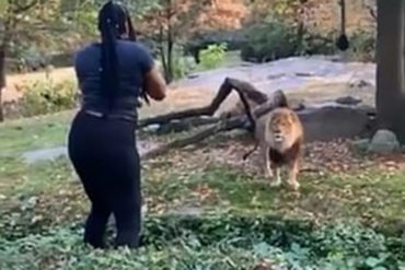 ¡QUÉ FUERTE! El angustiante momento en que una mujer se lanzó a la fosa de los leones en un zoológico de Nueva York (+Video)