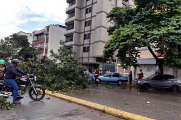 ¡VÉALO! Un árbol cayó y aplastó a dos vehículos en la avenida Victoria de Caracas tras fuertes lluvias (+Video y Fotos)