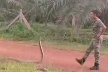 ¡RELAJADO EL HOMBRE! Un soldado malayo logró dominar con una sola mano a la cobra real más venenosa del mundo (+Video)