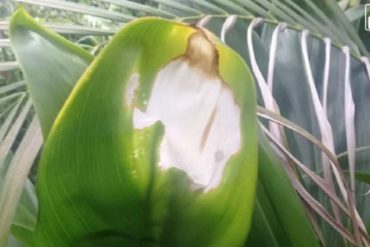 ¡INCREÍBLE! Dos sacerdotes aseguran que imagen de Jesús aparecida en Carúpano es un milagro