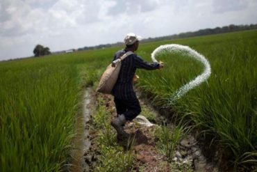 ¡EN PICADA! Fedeagro alerta sobre dramática caída en la producción de arroz y maíz