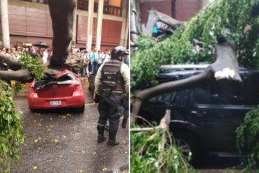 ¡CAOS! Un árbol cayó frente al Palacio de Justicia por las fuertes lluvias y aplastó a varios vehículos (+Video)