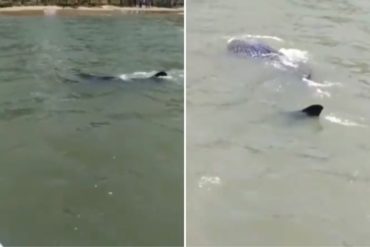 ¡QUÉ LOCURA! Tiburón dio un tremendo susto a pescadores y bañistas en Anzoátegui: dicen que medía unos 3 metros (+Videos)