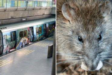 ¡COLAPSADO! Trabajadores del Metro conviven con ratas incluso a la hora de comer: Tampoco cuentan con agua potable ni sillas para los operadores (+Video)