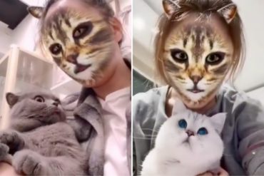 ¡MÍRELOS! La comiquísima reacción de estos gatos al ver a sus dueños usar filtros “felinos” de una aplicación (+Video imperdible)