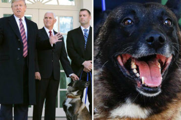 ¡COMO UN HÉROE! Trump condecoró a «Conan», el perro militar que fue clave en la operación que condujo a la muerte del líder de ISIS (+Video)