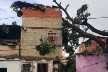 ¡GRAVE! Un árbol cayó sobre una vivienda en Pinto Salinas generando grandes daños: ahora no tienen como levantarlo (+Fotos +Video)