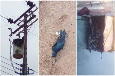 ¡IMPACTANTE! Descarga eléctrica dejó 7 heridos y daños en 10 viviendas en Anzoátegui (+Fotos +La insólita razón)