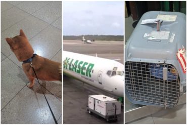 ¡PREOCUPANTE! Usuario denuncia situación irregular con la aerolínea Laser: “Es una empresa asesina de animales y estafadora de personas”