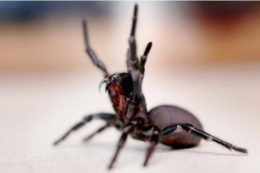 Joven cantante brasileño falleció tras sufrir la picadura de una araña en su rostro: sufrió una reacción alérgica