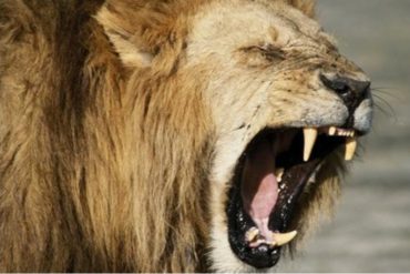 ¡QUÉ LOCURA! Tres leones sueltos mantienen en zozobra a los habitantes de San Isidro en Ayacucho