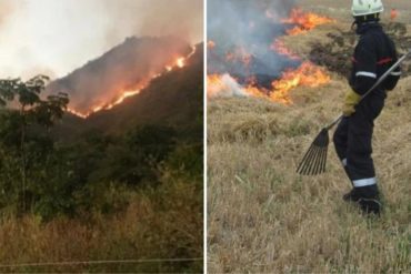 ¡GRAVE! Incendio forestal consumió varias hectáreas del Parque Nacional Henri Pittier (+Fotos +Video)