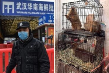 ¡IMPACTANTE! Animales exóticos sacrificados en el momento: Las fotos del mercado chino donde nació el brote de coronavirus (+Fotos)