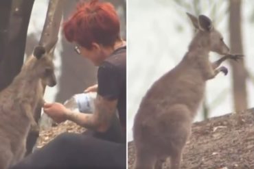 ¡NO DEJE DE VER! El conmovedor momento en que una voluntaria le lava las patas quemadas a un canguro en Australia