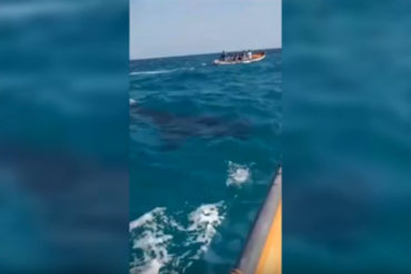 ¡ASOMBROSO! Bañistas avistaron un tiburón ballena en costas de Choroní (+Video)