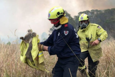 ¡GRAN CORAZÓN! El video que enternece al mundo: Jóvenes de Australia rescatan en sus vehículos a koalas heridos por incendios (+Video)