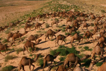 ¡LAMENTABLE! Sacrificarán a más de 10.000 camellos salvajes en Australia: Se desbordaron buscando agua tras los voraces incendios