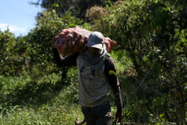 ¡DEBE SABERLO! Enfermedades en cultivos agravan la crisis alimentaria en Venezuela (+Fotos)