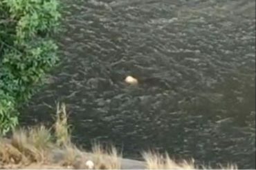 ¡MUY FUERTE! Cadáver de delincuente abatido en balacera de la Fajardo cayó al Guaire y se fue con la corriente (+Video)